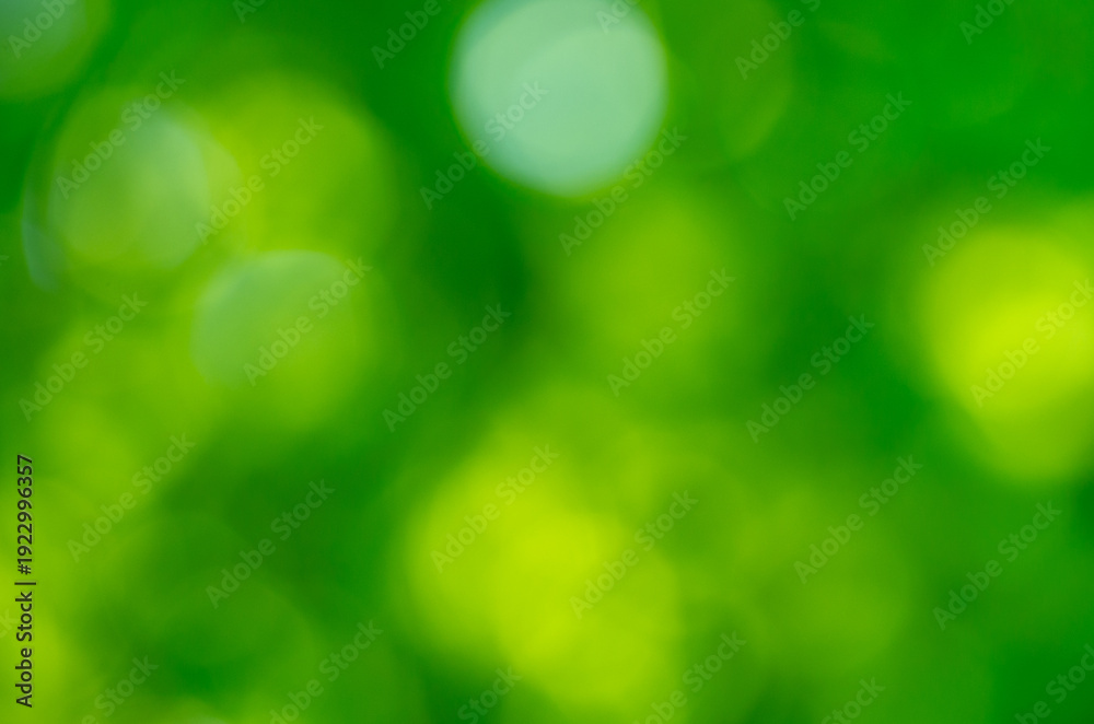Fototapeta premium Green bokeh background from nature forest out of focus