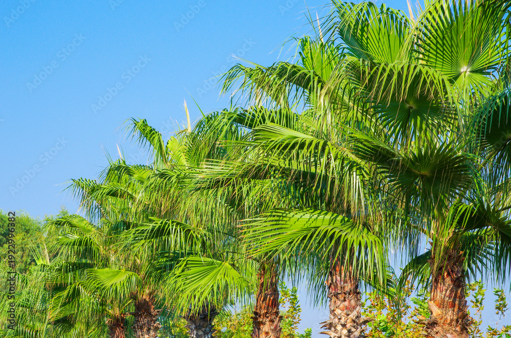 Obraz premium Palm trees, beautiful tropical background