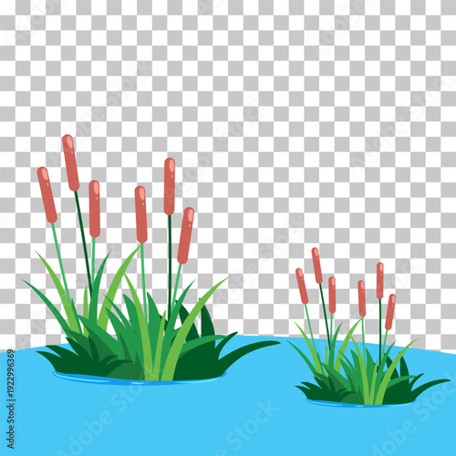 Illustration of cattails with green leaves and brown heads growing in blue water with a transparent background.