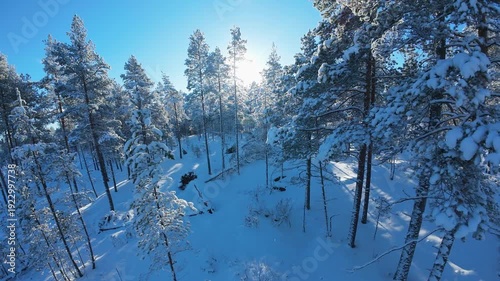 Stunning aerial first person view flying low through a pristine Scandinavian woodland, navigating between snow laden pine trees with the bright sun creating beautiful lens flares