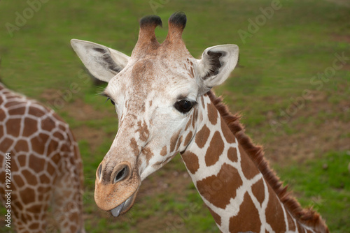 Canvas Print Giraffe female in green savannah of Tanzania, Africa closeup portrait