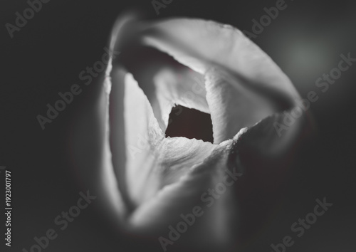 black and white tulip close-up