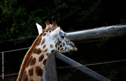 Photography Giraffe (Giraffa camelopardalis)