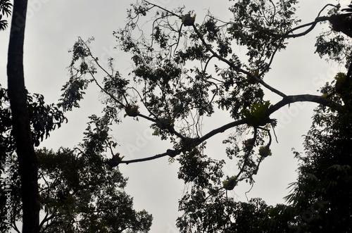Photos Epiphytic bromeliads growing along branches beneath cloudy sky.