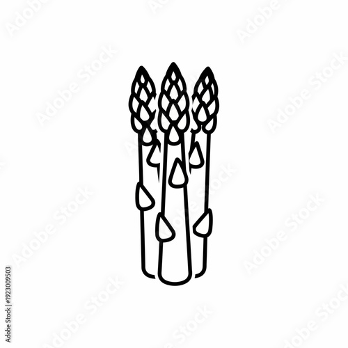 Asparagus in the style of line art. Three asparagus spears standing close together, ready to be prepared