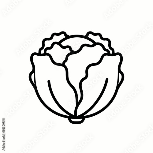 A simple outline image of fresh cabbage