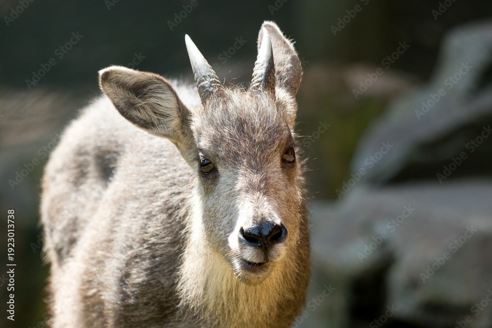 Fototapeta premium portrait of a goat
