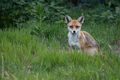 Slika na platnu Fox