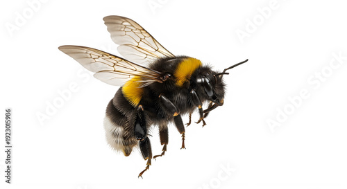 High-resolution image of a bumblebee in flight, isolated on transparent background