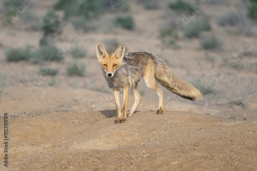 A portrait of a female red fox (Vulpes vulpes) standing near a den in a desert area in southern Kazakhstan