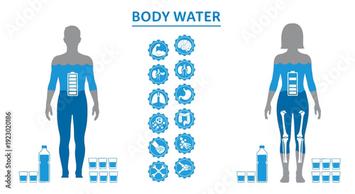 Human Body Water Composition Illustrated with Anatomical Diagrams and Hydration Process Icons