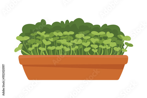 Lush microgreens in a terracotta pot for healthy eating and nutrition