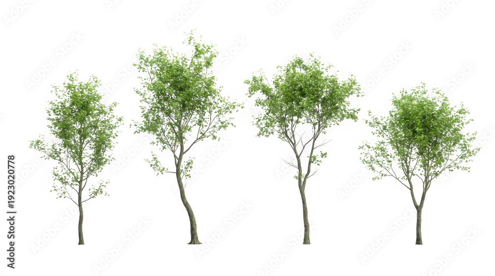 Obraz premium High Quality Green Tree Cutout on Transparent Background for Landscaping