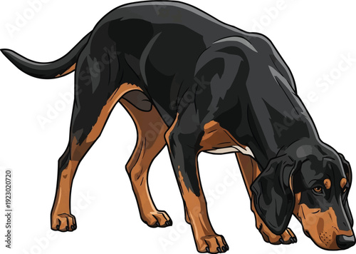Transylvanian Hound dog alert hunting stance focused illustration