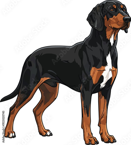 Transylvanian Hound dog standing attentive looking away