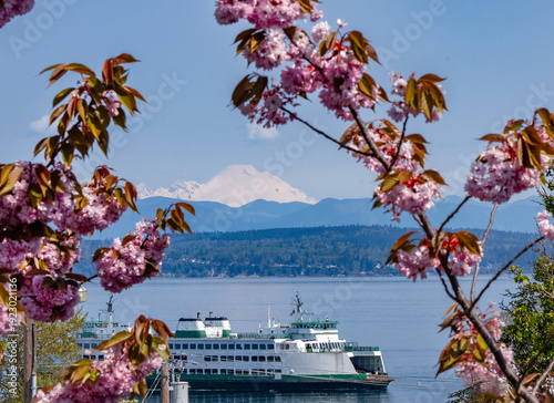 A Washington state ferry below Mount Baker and framed with cherry blossoms