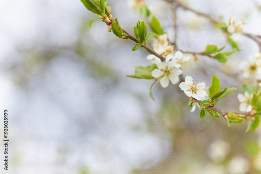Fototapeta premium Spring flowering of trees on a blurred background.