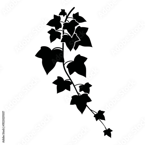 Black Silhouette of Ivy Plant Branch.