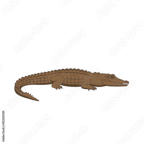 Brown Crocodile Illustration on White Background.
