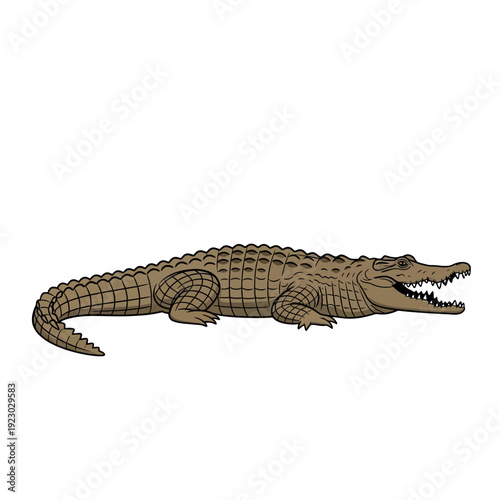 Illustration of an American Alligator with its mouth open.