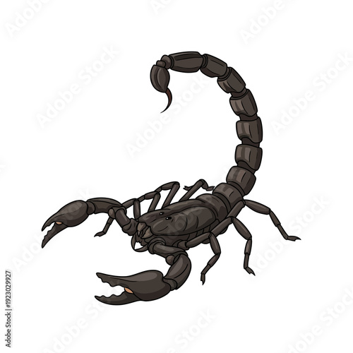 Scorpion illustration isolated on white background.