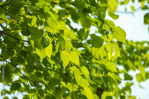 Tree canopy with fresh green leaves in spring at Lake Inawashiro, Fukushima, Japan
