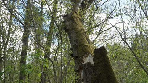 Wallpaper Mural A damaged birch trunk densely covered in moss and bracket fungi rises through a lush spring forest. Sunlight filters through sparse canopy, illuminating green foliage and pale sky above.  Torontodigital.ca