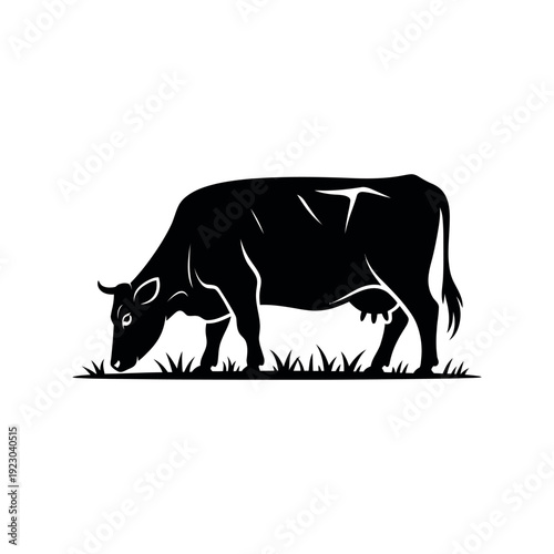 A black cow grazing in a field of green grass