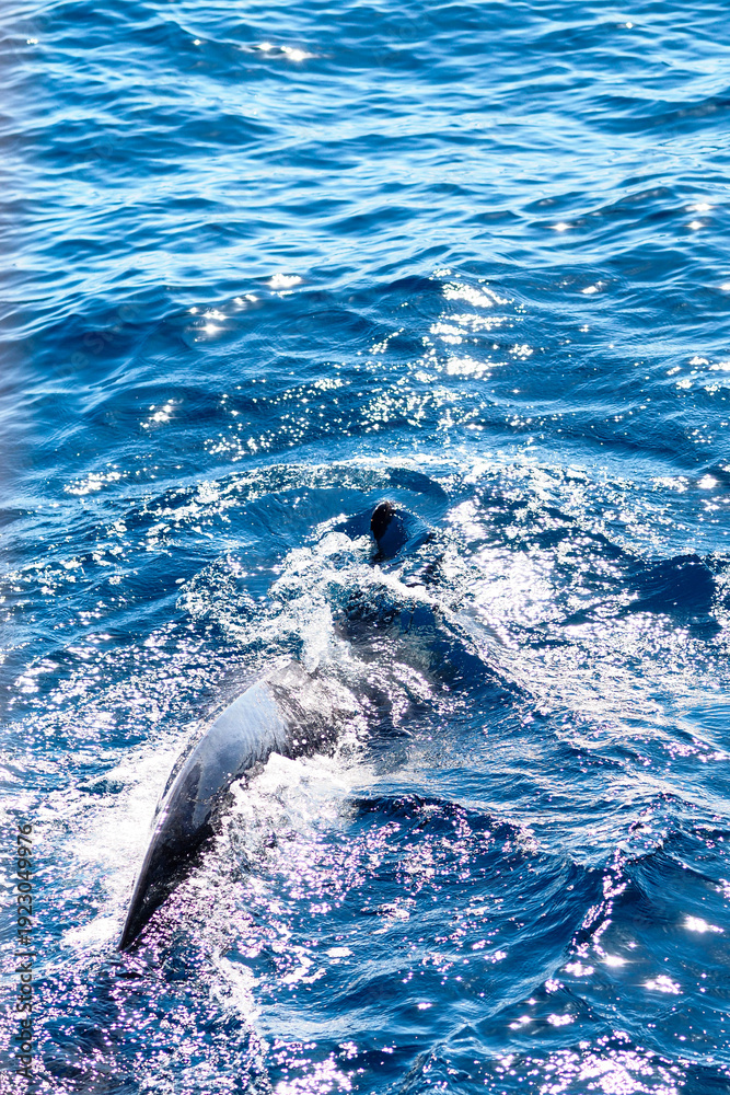 Fototapeta premium Wild pilot whales in north Atlantic Ocean near Tenerife