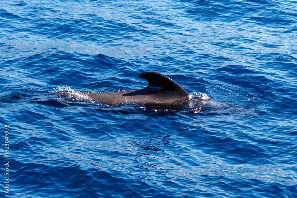 Fototapeta premium Wild pilot whales in north Atlantic Ocean near Tenerife 