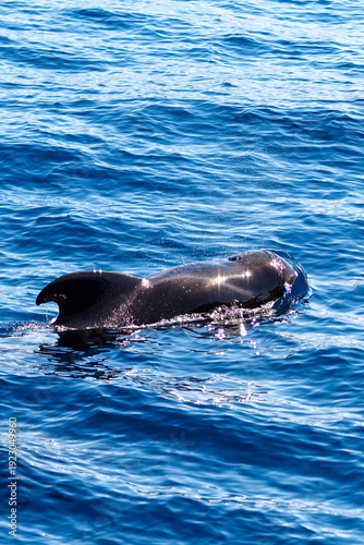 Wild pilot whales in north Atlantic Ocean near Tenerife 
