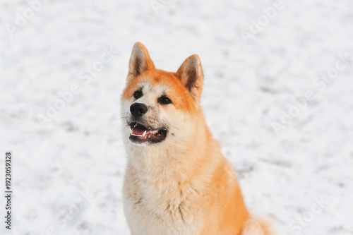 Akita Inu dog portrait outdoors in winter