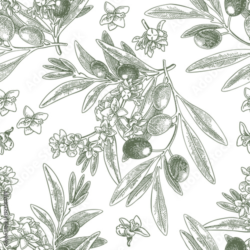 Seamless pattern drawing olive oil fruits branch. Hand drawn floral illustration olives fruit tree branches leaves background green vector. Drawings food. Edible foliage. Fabric wrapping decor menu