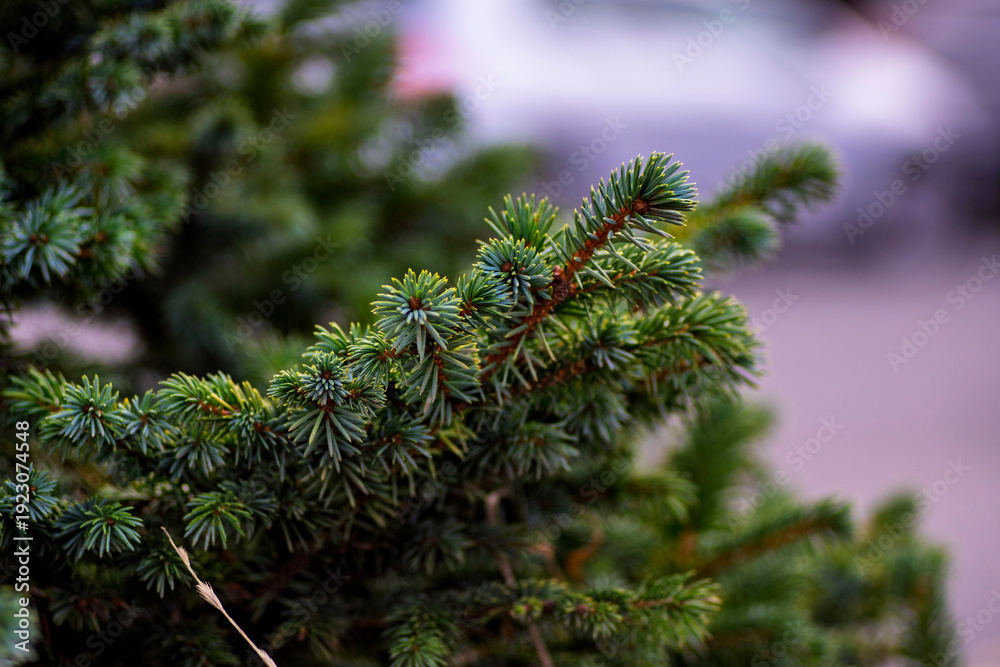 Fototapeta premium Macro shot of a fresh green spruce branch with sharp needles against a soft blurred background