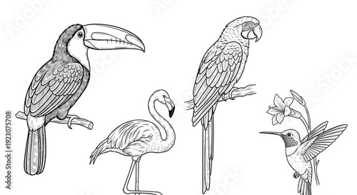 Four exotic birds including toucan, flamingo, parrot and hummingbird