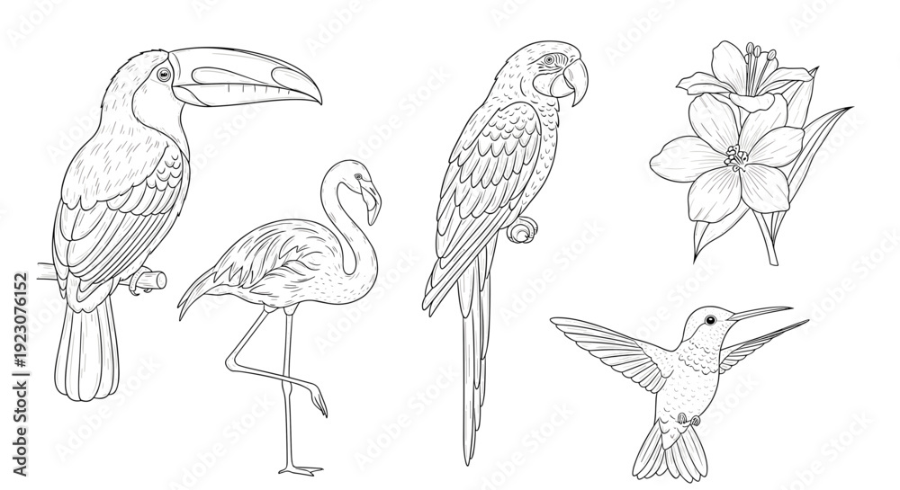Obraz premium Set of exotic birds and a flower in a line drawing style