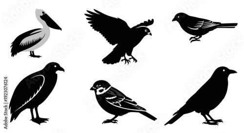 Collection of Diverse Bird Species Silhouettes: Pelican, Hawk, Sparrow, Crow, and More