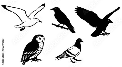 Collection of Diverse Bird Species Silhouettes and Illustrations Set