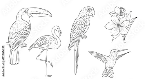 Set of exotic birds and a flower in a line drawing style