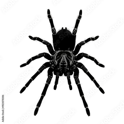 Black Tarantula Spider Top View Isolated.