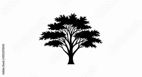 Silhouette of a Deciduous Tree.