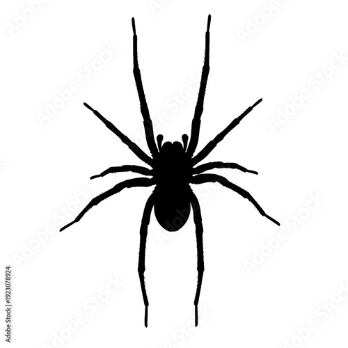 Black Silhouette of a Spider on a White Background.
