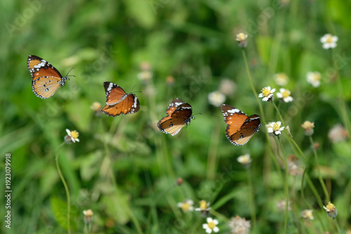 butterfly on a flower