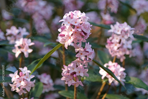 Foto Clusters of pale pink flowers of Daphne ‘Spring Beauty’.