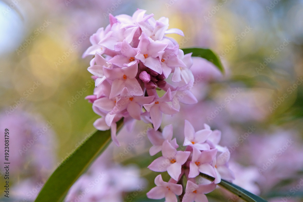 Obraz premium Clusters of pale pink flowers of Daphne ‘Spring Beauty’.
