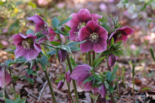 Pink and purple Helleborus orientalis, speckled hellebore or lenten rose, in flower.