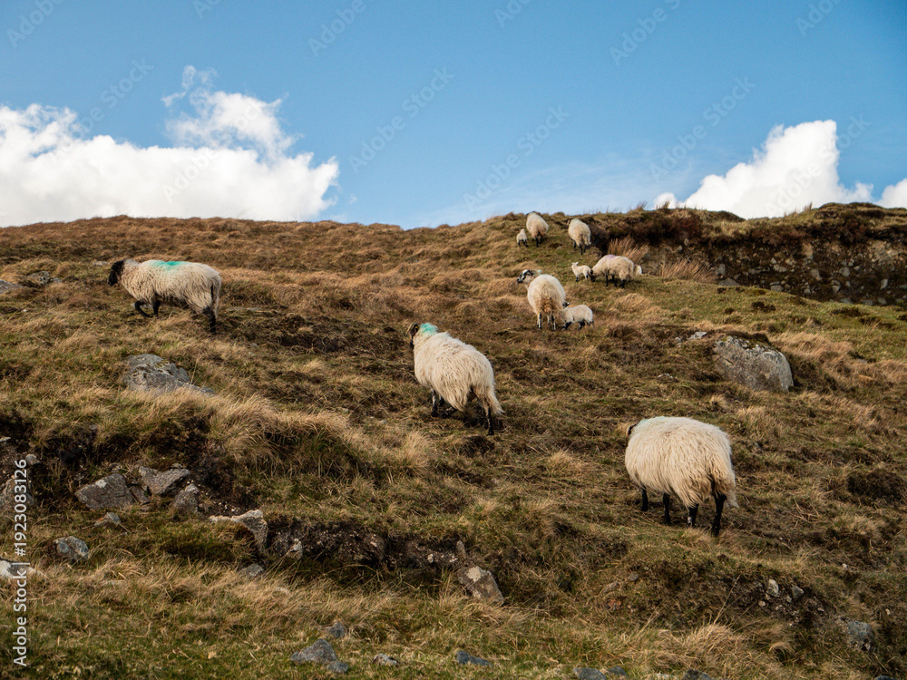 Fototapeta premium Wool sheep grazing grass on a hills of Connemara, Ireland. Agriculture and farming industry. Warm sunny day.