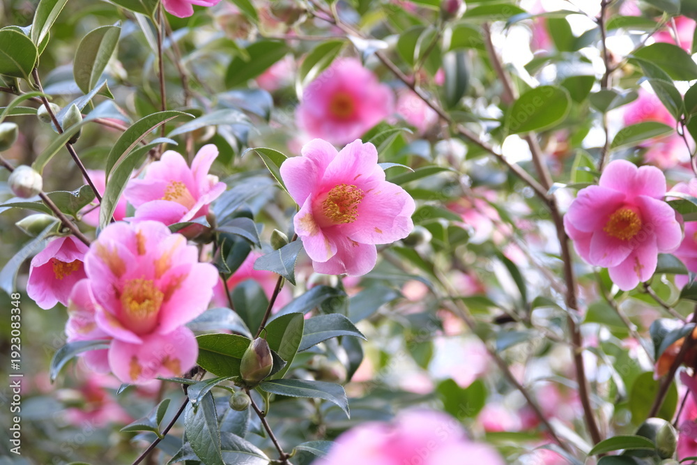 Fototapeta premium Pink Camellia x williamsii ‘Cherub’ in flower