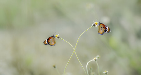butterfly on a flowers