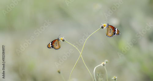 butterfly on a flowers